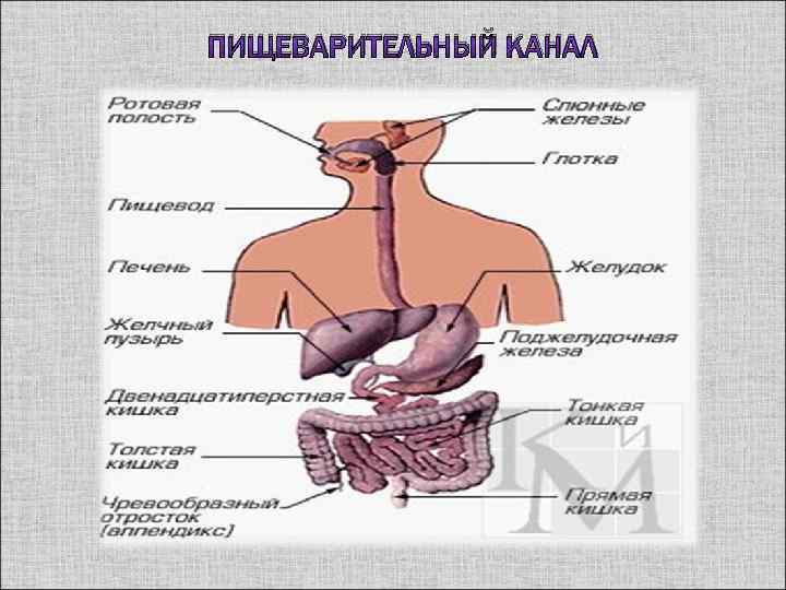 ПИЩЕВАРИТЕЛЬНЫЙ КАНАЛ 