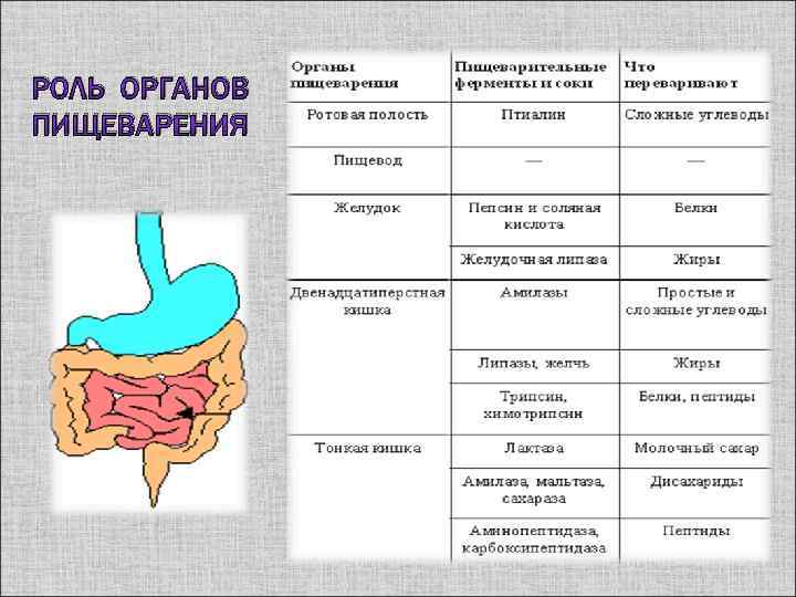 Общий план строения пищеварительной системы таблица