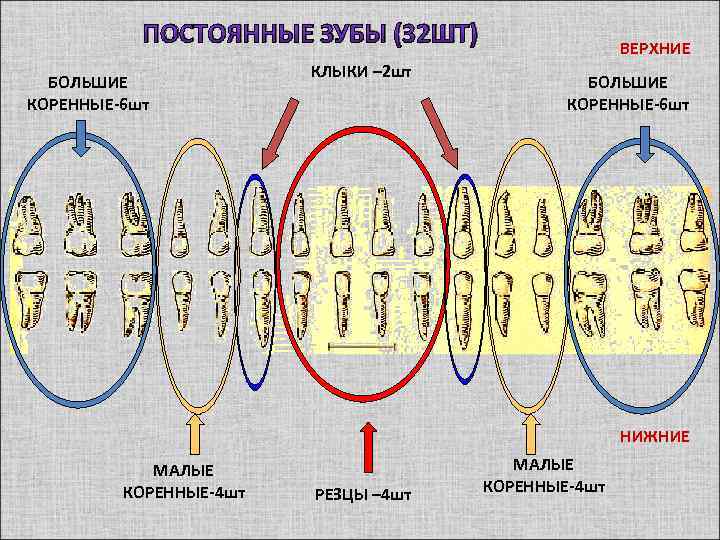 ПОСТОЯННЫЕ ЗУБЫ (32 ШТ) БОЛЬШИЕ КОРЕННЫЕ-6 шт КЛЫКИ – 2 шт ВЕРХНИЕ БОЛЬШИЕ КОРЕННЫЕ-6