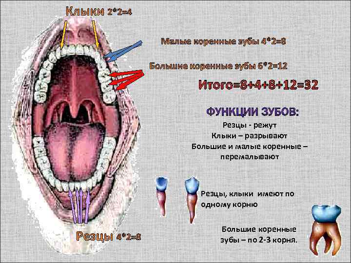 Где находятся малые коренные зубы. Малые и большие коренные зубы. Малые коренные зубы клык. Резцы клыки малые и большие коренные зубы. Малые и большие коренные зубы функции.