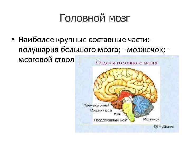 Головной мозг • Наиболее крупные составные части: полушария большого мозга; - мозжечок; мозговой ствол