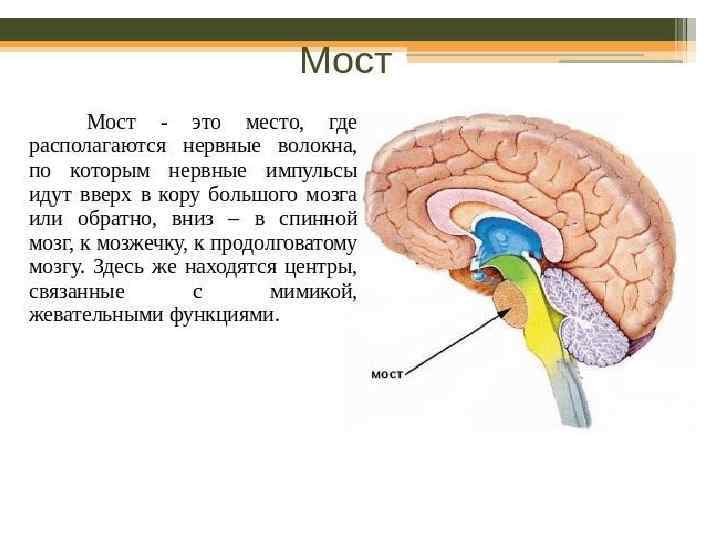 Мост структуры мозга. Мост головного мозга. Части моста головного мозга. Основные структуры моста головного мозга. Расположение моста в головном мозге.