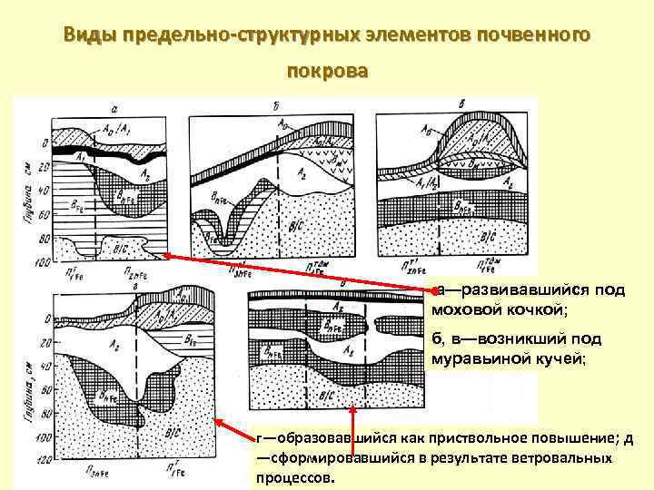 Виды предельно-структурных элементов почвенного покрова а—развивавшийся под моховой кочкой; б, в—возникший под муравьиной кучей;