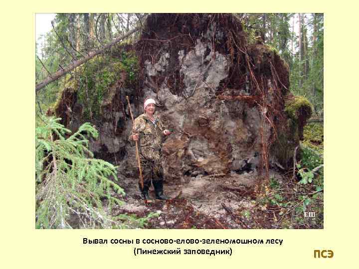 Вывал сосны в сосново-елово-зеленомошном лесу (Пинежский заповедник) ПСЭ 