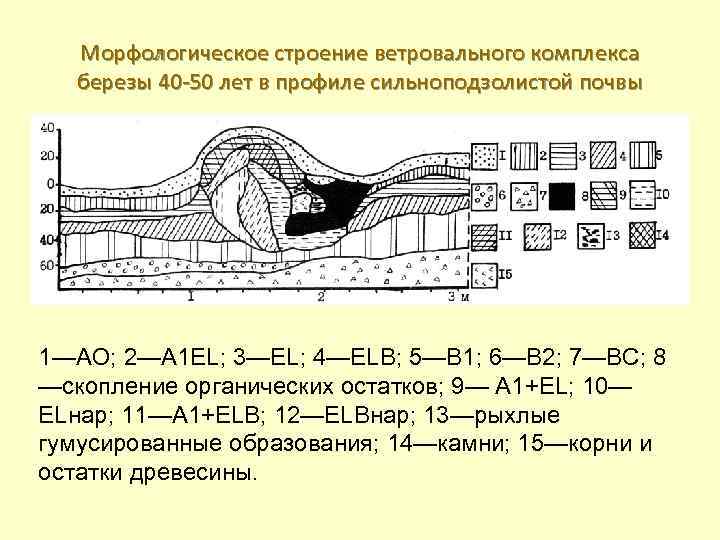 Морфологическое строение. Формы элементарных почвенных ареалов. Морфологическое строение это. Виды ветровально почвенного комплекса. Виды элементарный почвенный ареал.