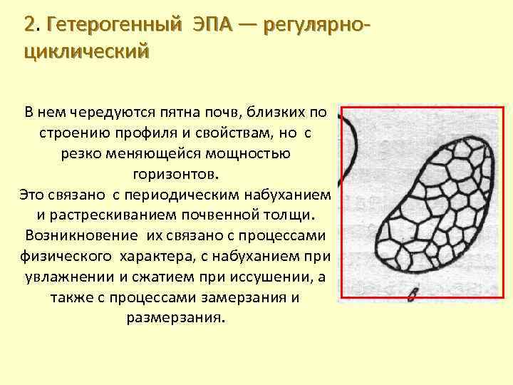 2. Гетерогенный ЭПА — регулярноциклический В нем чередуются пятна почв, близких по строению профиля