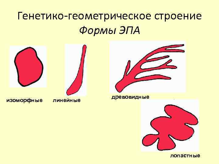 Генетико-геометрическое строение Формы ЭПА изоморфные линейные древовидные лопастные 