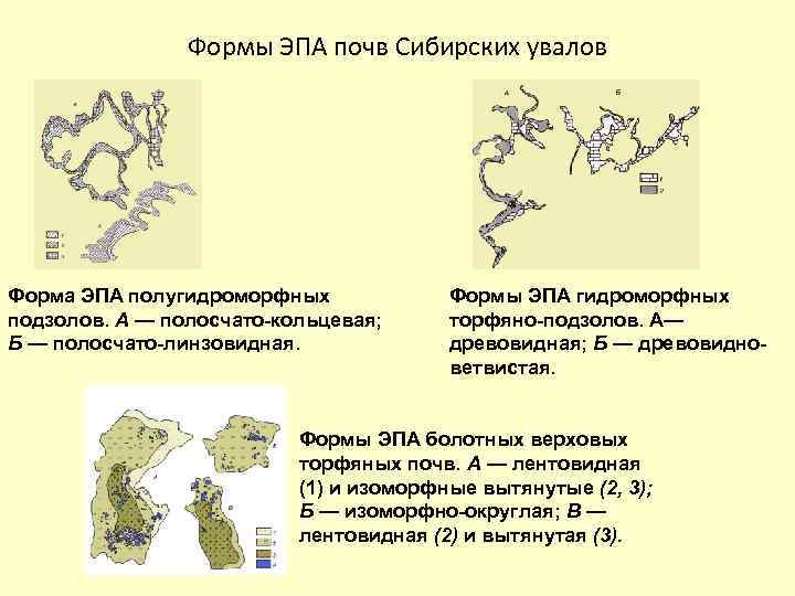 Формы ЭПА почв Сибирских увалов Форма ЭПА полугидроморфных подзолов. А — полосчато-кольцевая; Б —