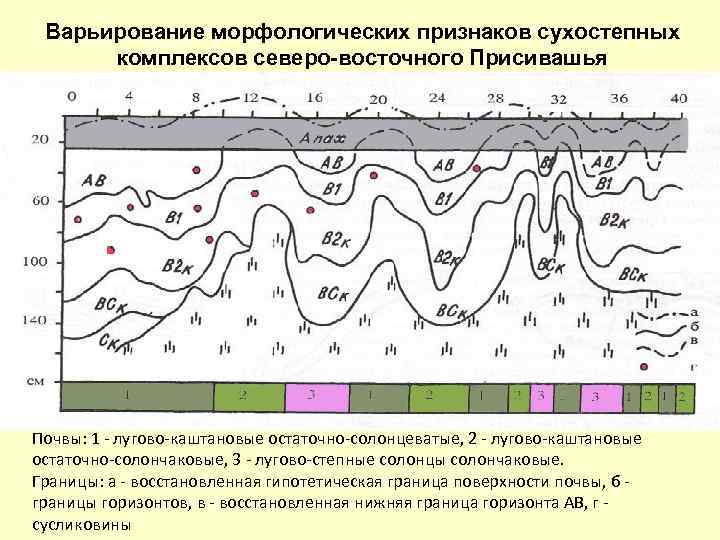 Варьирование морфологических признаков сухостепных комплексов северо-восточного Присивашья Почвы: 1 - лугово-каштановые остаточно-солонцеватые, 2 -