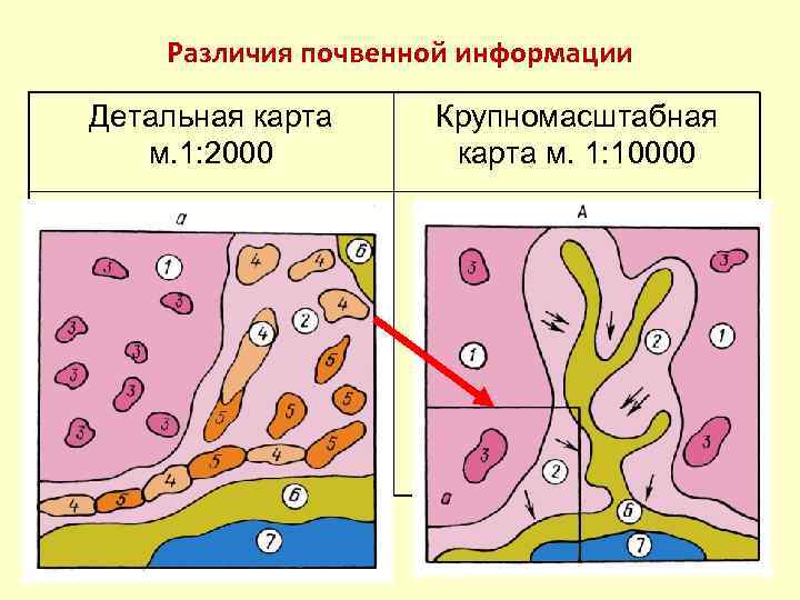 Различия почвенной информации Детальная карта м. 1: 2000 Крупномасштабная карта м. 1: 10000 