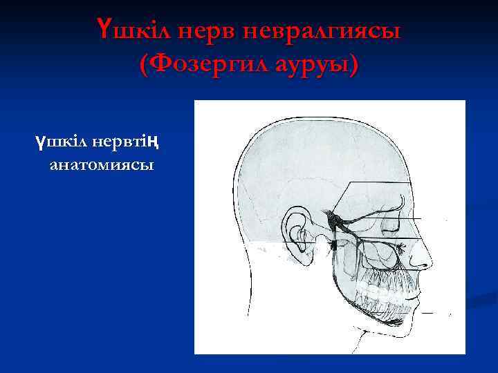 Үшкіл нерв невралгиясы (Фозергил ауруы) үшкіл нервтің анатомиясы 