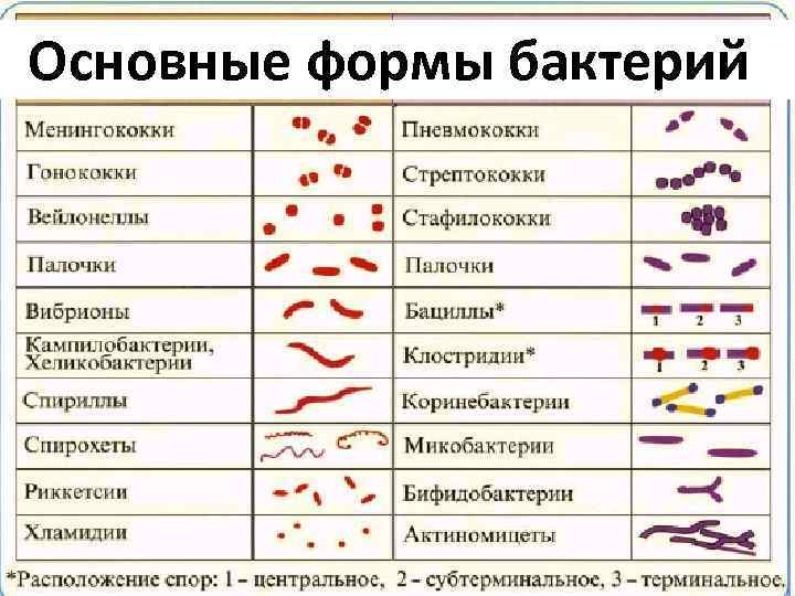 Основные формы бактерий 