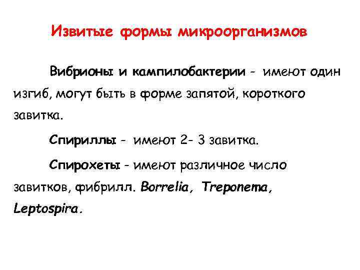 Извитые формы микроорганизмов Вибрионы и кампилобактерии - имеют один изгиб, могут быть в форме