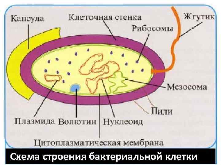 Схема строения бактериальной клетки 