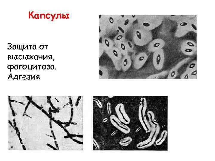 Капсулы Защита от высыхания, фагоцитоза. Адгезия 