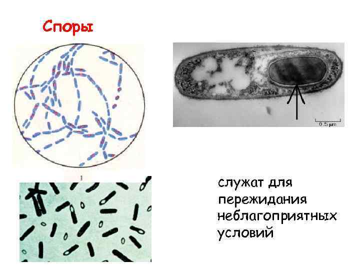Споры служат для пережидания неблагоприятных условий 