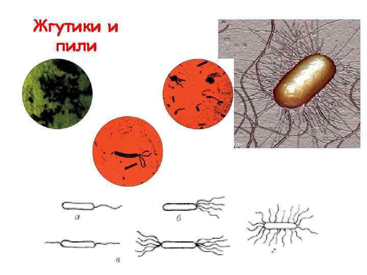 Жгутики и пили 