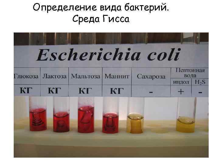 Определение вида бактерий. Среда Гисса 
