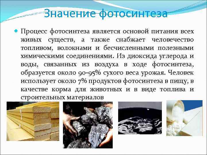 Значение фотосинтеза Процесс фотосинтеза является основой питания всех живых существ, а также снабжает человечество