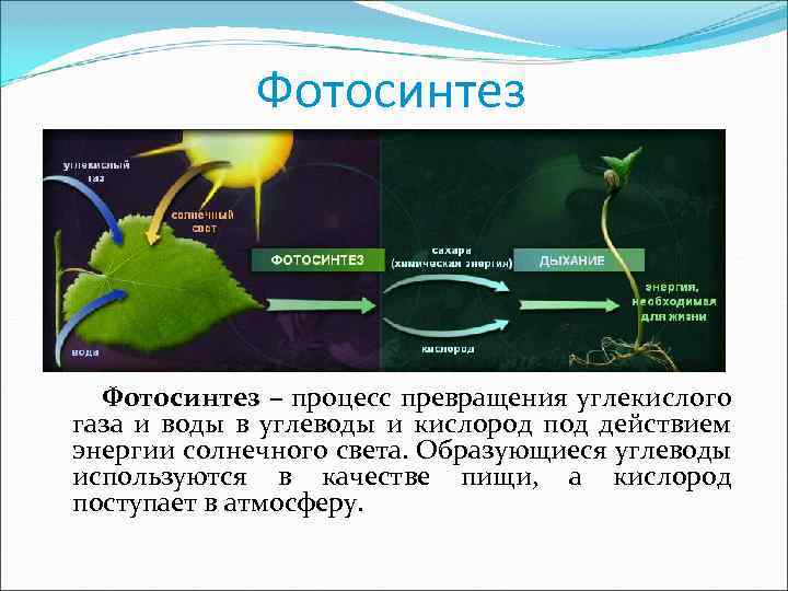 Определи и сопоставь с изображением вещества участвующие в фотосинтезе кислород и вода