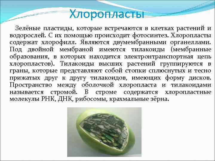 Хлоропласты Зелёные пластиды, которые встречаются в клетках растений и водорослей. С их помощью происходит