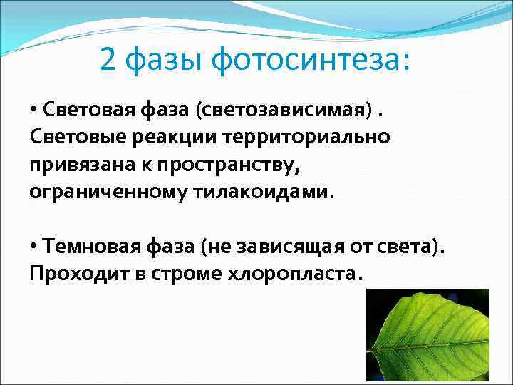 2 фазы фотосинтеза: • Световая фаза (светозависимая). Световые реакции территориально привязана к пространству, ограниченному