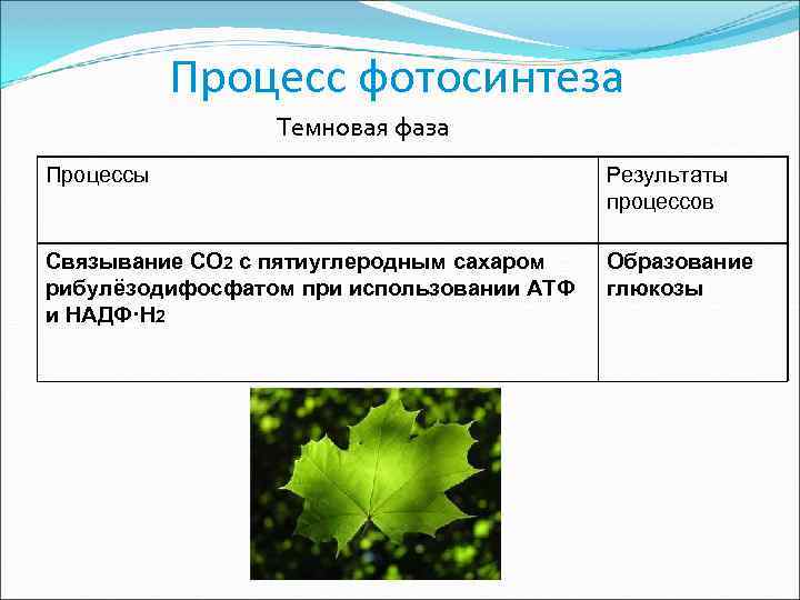 Процесс фотосинтеза Темновая фаза Процессы Результаты процессов Связывание CO 2 с пятиуглеродным сахаром рибулёзодифосфатом