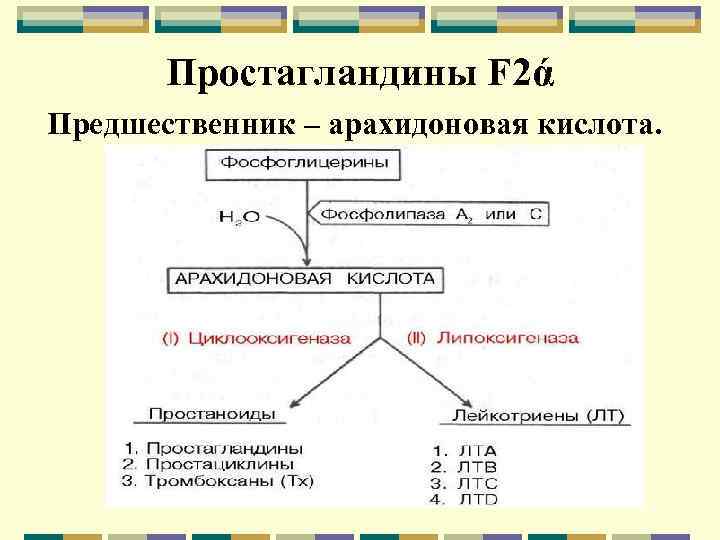 Простагландины F 2ά Предшественник – арахидоновая кислота. 