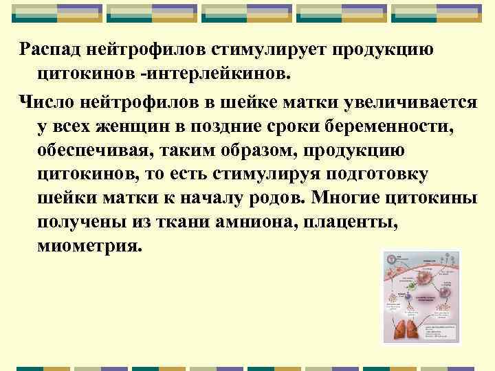 Распад нейтрофилов стимулирует продукцию цитокинов -интерлейкинов. Число нейтрофилов в шейке матки увеличивается у всех