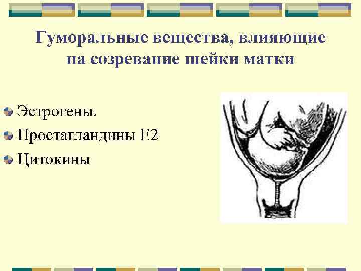 Гуморальные вещества, влияющие на созревание шейки матки Эстрогены. Простагландины Е 2 Цитокины 