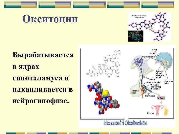 Окситоцин Вырабатывается в ядрах гипоталамуса и накапливается в нейрогипофизе. 