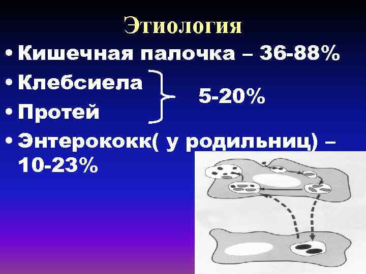 Этиология • Кишечная палочка – 36 -88% • Клебсиела 5 -20% • Протей •