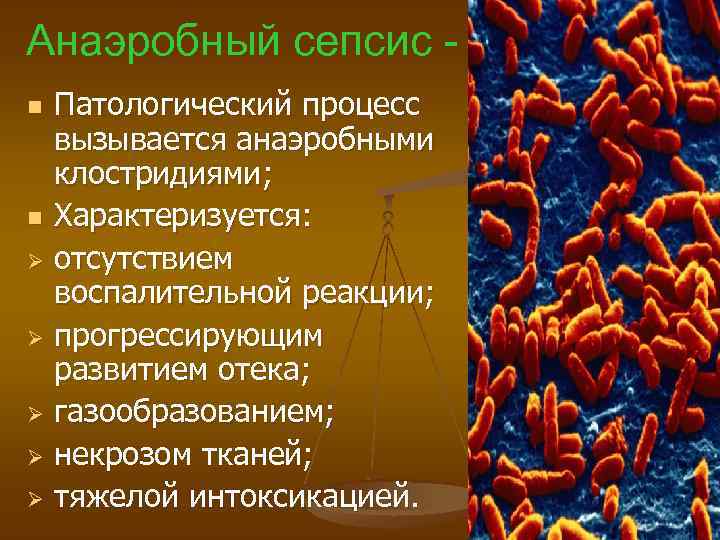 Анаэробный сепсис Патологический процесс вызывается анаэробными клостридиями; n Характеризуется: Ø отсутствием воспалительной реакции; Ø