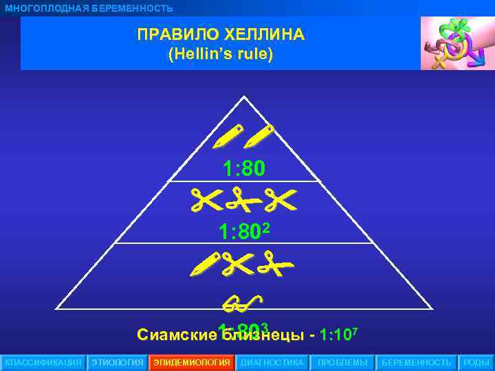 МНОГОПЛОДНАЯ БЕРЕМЕННОСТЬ ПРАВИЛО ХЕЛЛИНА (Hellin’s rule) 1: 802 Сиамские 1: 803 близнецы - 1:
