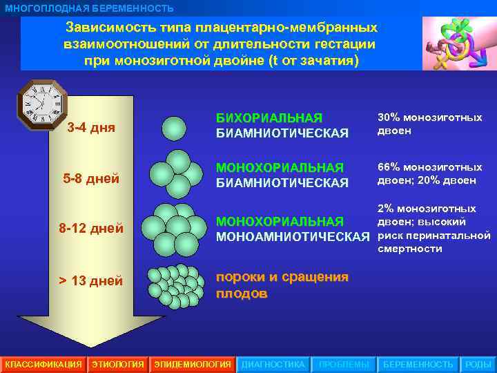 Многоплодная беременность