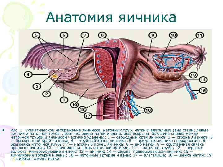 Анатомия влагалище рисунок