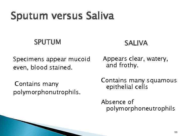 Sputum versus Saliva SPUTUM Specimens appear mucoid even, blood stained. Contains many polymorphonutrophils. SALIVA