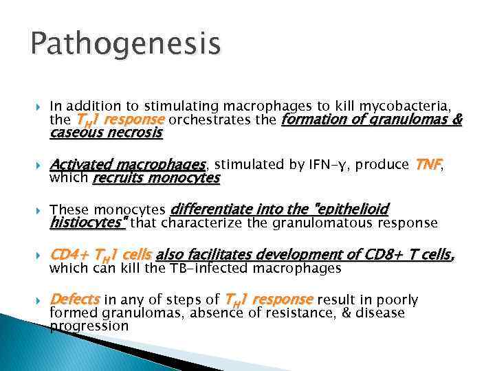 Pathogenesis In addition to stimulating macrophages to kill mycobacteria, the TH 1 response orchestrates