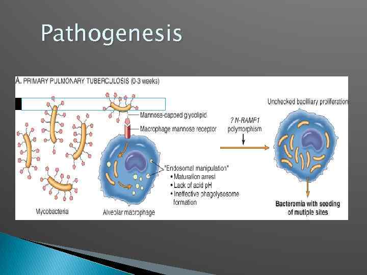 Pathogenesis 