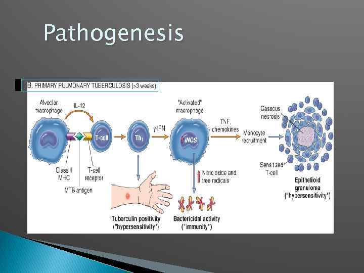 Pathogenesis 