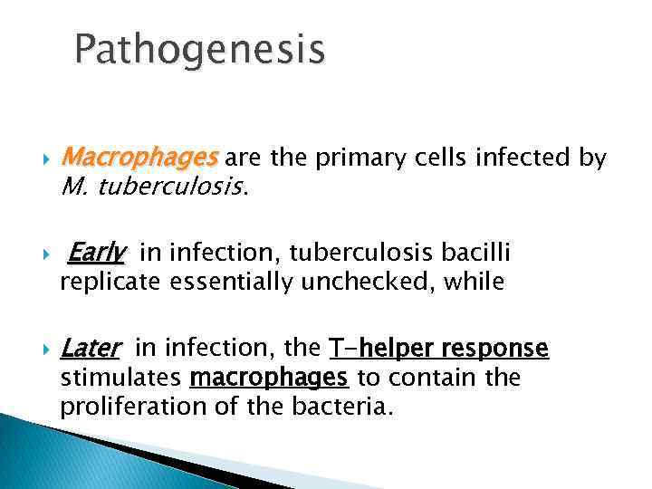 Pathogenesis Macrophages are the primary cells infected by M. tuberculosis. Early in infection, tuberculosis