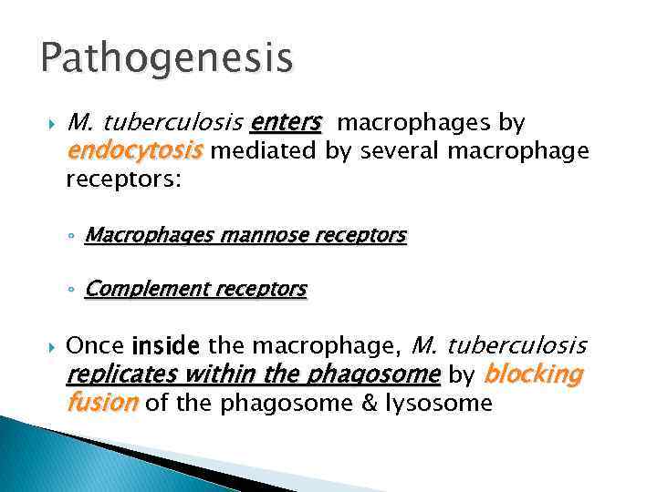 Pathogenesis M. tuberculosis enters macrophages by endocytosis mediated by several macrophage receptors: ◦ Macrophages