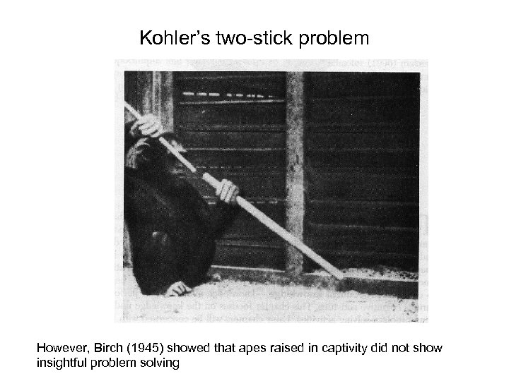 Kohler’s two-stick problem However, Birch (1945) showed that apes raised in captivity did not