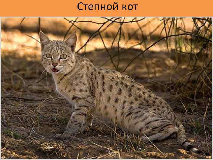 Степной кот 