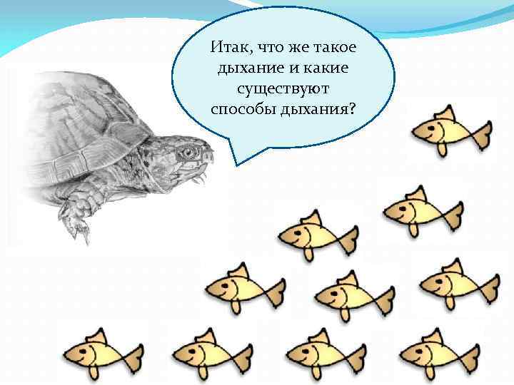 Итак, что же такое дыхание и какие существуют способы дыхания? 