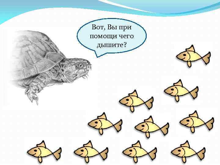 Вот, Вы при помощи чего дышите? 