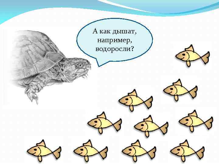 А как дышат, например, водоросли? 