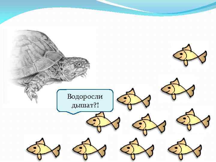 Водоросли дышат? ! 