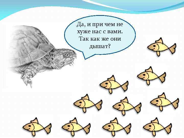 Да, и при чем не хуже нас с вами. Так как же они дышат?