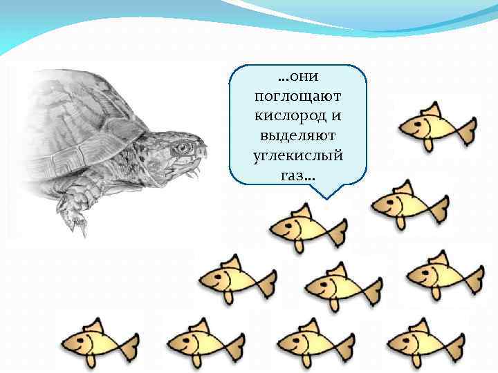 …они поглощают кислород и выделяют углекислый газ… 